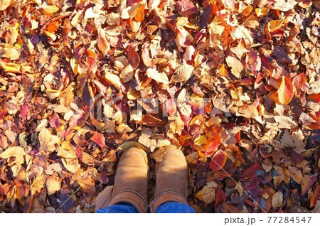 紅葉と足 紅葉と足 77284547