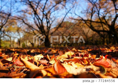 紅葉の絨毯 紅葉の絨毯 77284556
