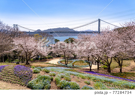 山口県下関市 春のトルコチューリップ園と関門海峡の眺め 山口県下関市 春のトルコチューリップ園と関門海峡の眺め 77284734