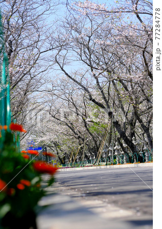 満開の桜を見上げる知覧平和公園の入り口 満開の桜を見上げる知覧平和公園の入り口 77284778