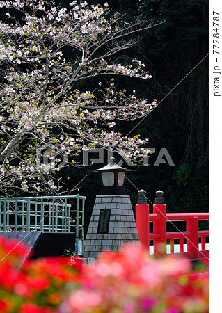 春を迎えた岩屋公園の橋 77284787