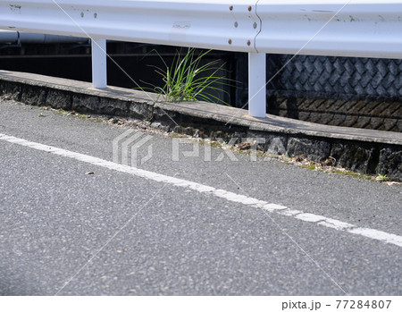 道路に生える根性草 道路に生える根性草 77284807