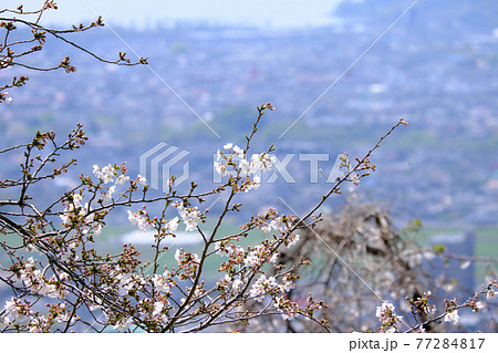 街を見下ろす城山公園に咲く桜の木 街を見下ろす城山公園に咲く桜の木 77284817