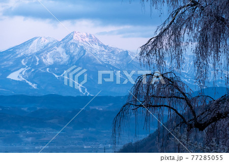 しだれ桜と妙高山 しだれ桜と妙高山 77285055