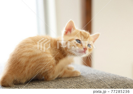 ねこちゃん親子の日常風景 ねこちゃん親子の日常風景 77285236
