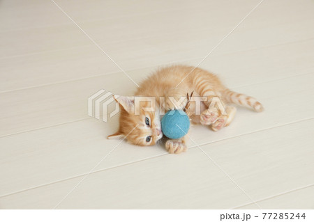 ねこちゃん親子の日常風景 ねこちゃん親子の日常風景 77285244