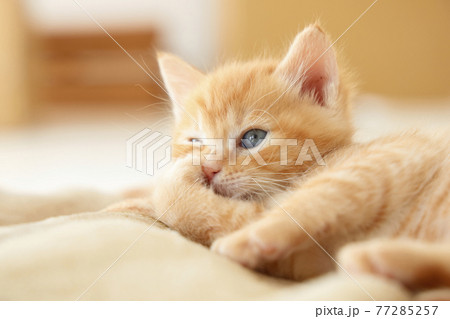 ねこちゃん親子の日常風景 77285257