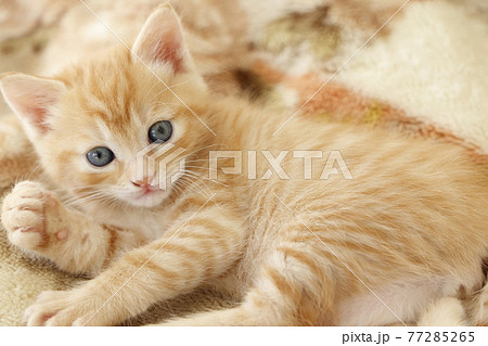 ねこちゃん親子の日常風景 77285265