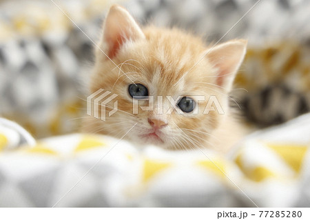 ねこちゃん親子の日常風景 ねこちゃん親子の日常風景 77285280