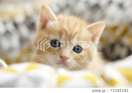 ねこちゃん親子の日常風景 ねこちゃん親子の日常風景 77285281