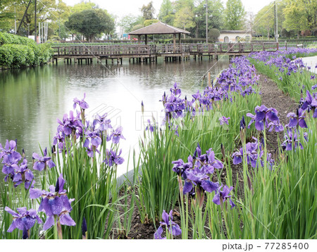早水池の周りに咲く菖蒲 宮崎県都城市早水町 早水池の周りに咲く菖蒲 宮崎県都城市早水町 77285400
