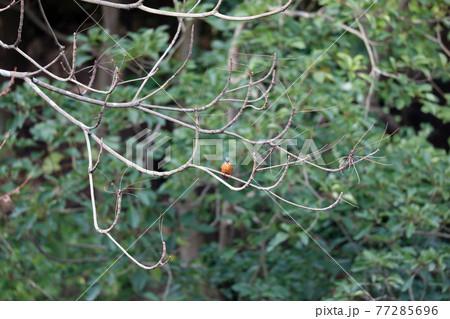 カワセミと岡山後楽園 77285696