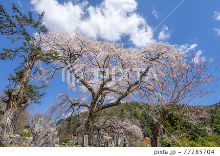 黒船桜 黒船桜 77285704