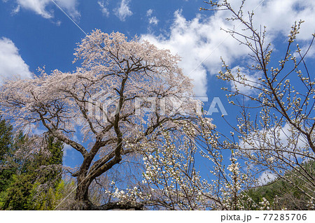 黒船桜 77285706