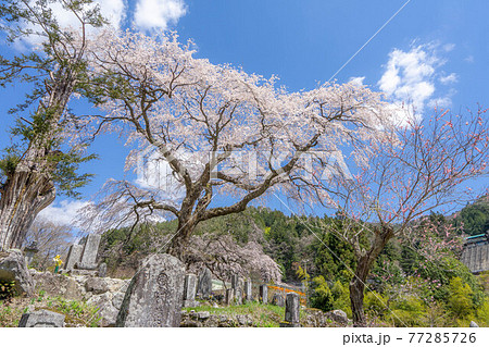 黒船桜 77285726
