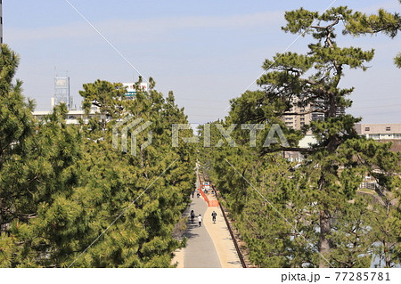 綾瀬川と草加松並木の風景 綾瀬川と草加松並木の風景 77285781