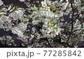 夜桜 77285842