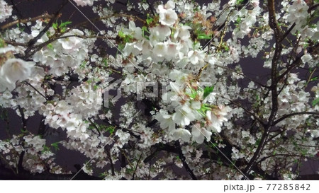 夜桜 夜桜 77285842