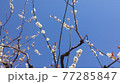 夜梅 77285847