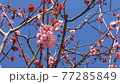 梅の花 77285849