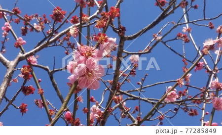 梅の花 梅の花 77285849