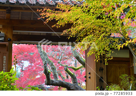 ≪京都　亀岡　神蔵寺の紅葉≫　京都府亀岡市　明智光秀ゆかりの地 77285933