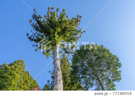 信濃比叡 信濃比叡 77286058