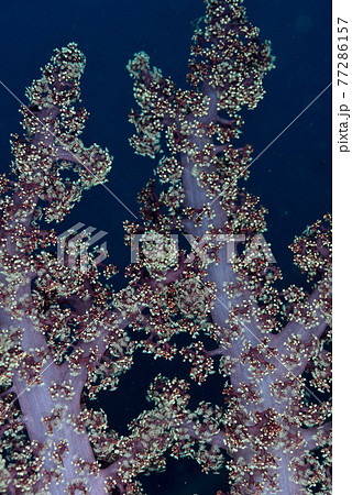 トゲトサカ 77286157