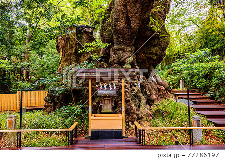 (静岡県)来宮神社、大楠 (静岡県)来宮神社、大楠 77286197