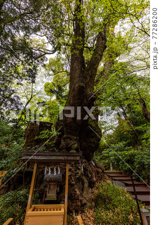 （静岡県）来宮神社、大楠 77286200