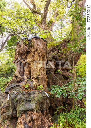 （静岡県）来宮神社、大楠 77286216