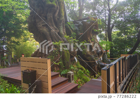 （静岡県）来宮神社、大楠 77286222