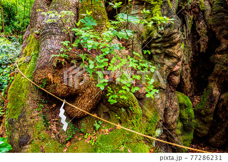 （静岡県）来宮神社、大楠 77286231