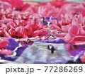 水に浮かぶ綺麗な花 77286269