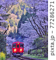 桜で出来た門を通る真っ赤な電車 77286271