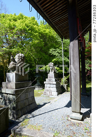 新緑の金蔵寺　本堂前の狛犬　京都市大原野 77286303