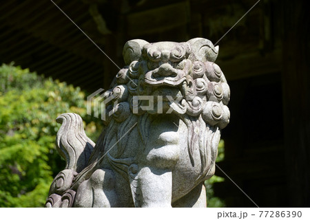 新緑の金蔵寺　本堂前の狛犬　京都市大原野 77286390