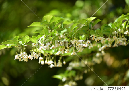花 77286405