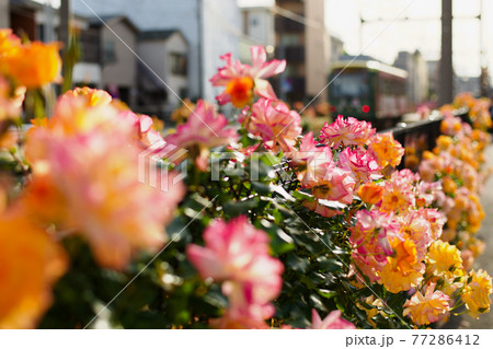 薔薇に包まれた都電荒川線 薔薇に包まれた都電荒川線 77286412