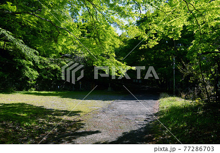 新緑の金蔵寺　入口の若もみじ　京都市大原野 77286703