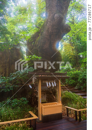 （静岡県）来宮神社・大楠　神神しい朝 77286717