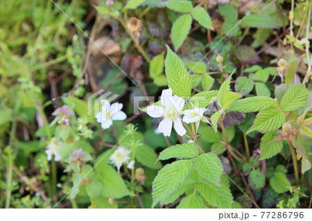 野苺の花 野苺の花 77286796