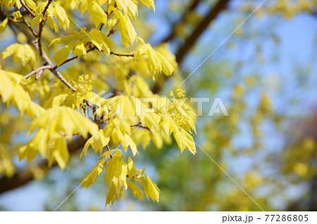 トウカエデの花芽 77286805