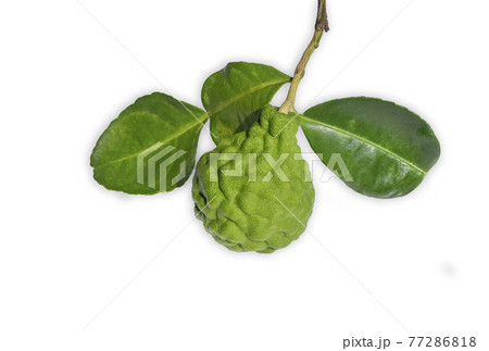 Bergamot fruit with and leaf isolated on white background. Bergamot fruit with and leaf isolated on white background. 77286818