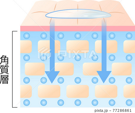 浸透力の高い肌 断面図のイラスト素材