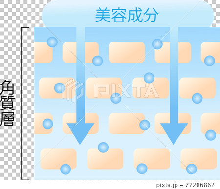 浸透力の高い肌 断面図 浸透力の高い肌 断面図 77286862