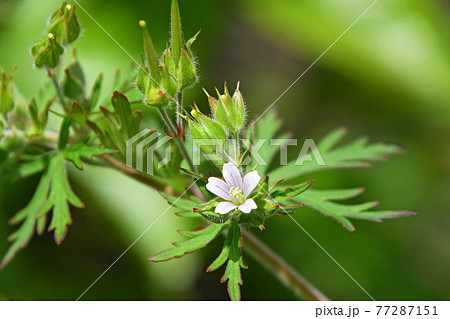 アメリカフウロ(亜米利加風露) アメリカフウロ(亜米利加風露) 77287151