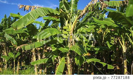 カンボジア・プノンペン 野生のバナナの木 77287188