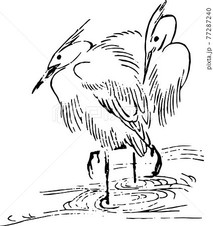 2羽のサギ 77287240