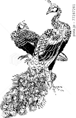 2羽のクジャクのイラスト素材